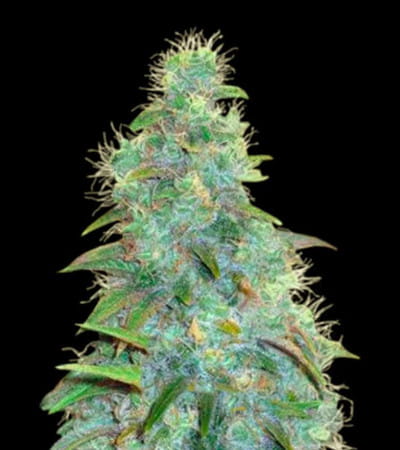 Auto Sweet Tooth > Bulk Seed Bank | Autoflowering Cannabis   |  Indica